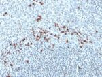 Human Kappa Light Chain(Kap-56), CF405S conjugate, 0.1mg/mL