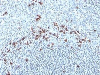 Human Kappa Light Chain(Kap-56), CF405S conjugate, 0.1mg/mL