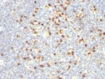 Human Lambda Light Chain(Lamb14), CF647 conjugate, 0.1mg/mL