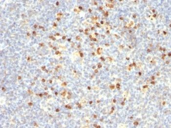 Human Lambda Light Chain(Lamb14), CF647 conjugate, 0.1mg/mL