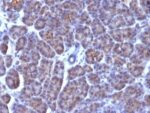 Nuclear Membrane(AE-5), Biotin conjugate, 0.1mg/mL