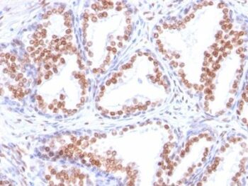 Androgen Receptor(DHTR/882), CF640R conjugate, 0.1mg/mL