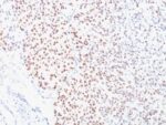 MiTF (Microphthalmia Transcription Factor)(C5/D5), 1mg/mL