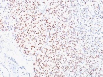 MiTF (Microphthalmia Transcription Factor)(C5/D5), 1mg/mL