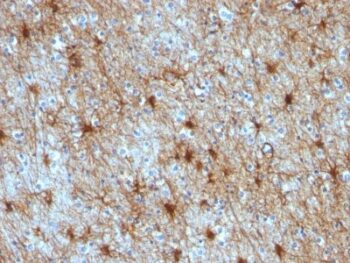GFAP(GA-5 + ASTRO/789), CF740 conjugate, 0.1mg/mL