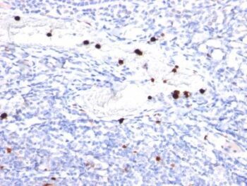 Granulocyte-Colony Stimulating Factor (G-CSF) (CSF3)(CSF3/900), CF568 conjugate, 0.1mg/mL