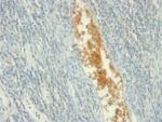 Adenosine Monophosphate Deaminase 3 (AMPD3)(AMPD3/901), 0.2mg/mL