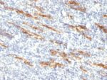 CD34(QBEnd/10 + HPCA1/763), CF555 conjugate, 0.1mg/mL 1 BNUB0904-0-1