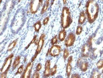 Mucin 6 (MUC6)(MUC6/916), CF594 conjugate, 0.1mg/mL