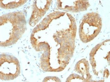Glucose Regulated Protein 94 (GRP94) (9G10.F8.2), 0.2mg/mL
