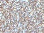 Double Stranded DNA (dsDNA)(AE-2), 0.2mg/mL