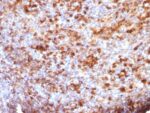 Human IgG Immunoglobulin(B33/20), Biotin conjugate, 0.1mg/mL