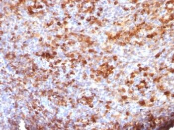 Human IgG Immunoglobulin(B33/20), Biotin conjugate, 0.1mg/mL