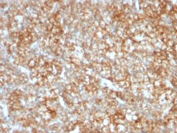 CD147(BSG/963), CF594 conjugate, 0.1mg/mL