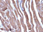 Muscle Specific Actin(HHF35 + MSA/953), CF647 conjugate, 0.1mg/mL
