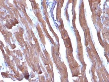 Muscle Specific Actin(HHF35 + MSA/953), CF647 conjugate, 0.1mg/mL