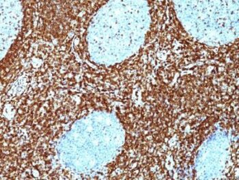 bcl-2(BCL2/782 + BCL2/796), CF647 conjugate, 0.1mg/mL