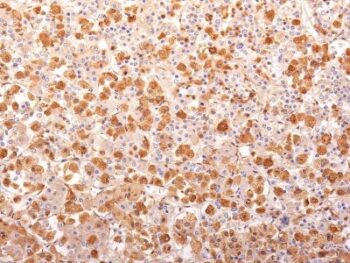 ACTH (Adrenocorticotrophic Hormone)(AH26 + 57), CF488A conjugate, 0.1mg/mL