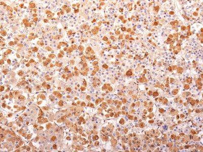 BNUB1025 0 1- Immunomart