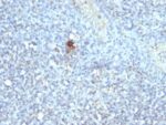 TRAcP (Tartarate Resistant Acid Phosphatase)(ACP5/1070), CF405S conjugate, 0.1mg/mL