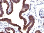 Ep-CAM / CD326(EGP40/1120), CF568 conjugate, 0.1mg/mL