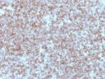 MHC II (HLA-DP) (beta chain)(Bra-14), CF647 conjugate, 0.1mg/mL