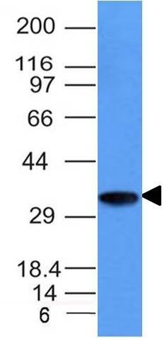CD74(CLIP/1133), CF568 conjugate, 0.1mg/mL