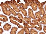 Mucin 5AC (MUC5AC)(MUC5AC/917 + 45M1), CF647 conjugate, 0.1mg/mL
