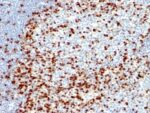 ZAP70(ZAP70/528 + 2F3.2), CF488A conjugate, 0.1mg/mL