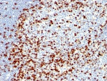 ZAP70(ZAP70/528 + 2F3.2), CF488A conjugate, 0.1mg/mL