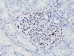 WT1 (Wilm's Tumor 1)(WT1/857 + 6F-H2), Biotin conjugate, 0.1mg/mL