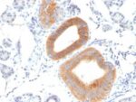CD86(C86/1146), 0.2mg/mL 1 BNUB1146-1-1