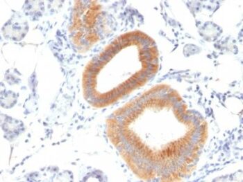 CD86(C86/1146), CF594 conjugate, 0.1mg/mL