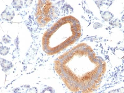 BNUB1146-1-1 BNUB1146 1 1- Immunomart