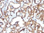 CD34(HPCA1/1171), CF740 conjugate, 0.1mg/mL