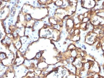 CD34(HPCA1/1171), CF740 conjugate, 0.1mg/mL