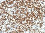 PAX7 (PAX7/1187), CF640R conjugate, 0.1mg/mL
