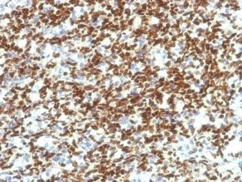PAX7 (PAX7/1187), CF640R conjugate, 0.1mg/mL