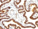 SUMO-1(SUMO1/1188), CF568 conjugate, 0.1mg/mL