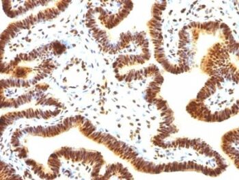 SUMO-1(SUMO1/1188), CF568 conjugate, 0.1mg/mL