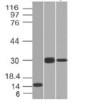CELA3B(CELA3B/1218), CF740 conjugate, 0.1mg/mL