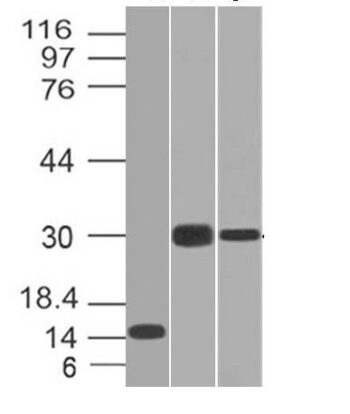 CELA3B(CELA3B/1218), CF740 conjugate, 0.1mg/mL