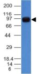 UACA / Nucling(UACA/1222), CF488A conjugate, 0.1mg/mL
