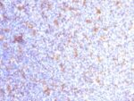 CD11c (Dendritic Cell Marker) (ITGAX/1284), Biotin conjugate, 0.1mg/mL