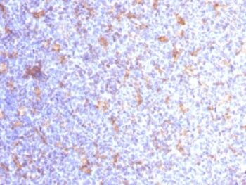 CD11c (Dendritic Cell Marker) (ITGAX/1284), Biotin conjugate, 0.1mg/mL