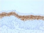 Filaggrin (Keratinocyte Differentiation Marker) (FLG/1561), CF594 conjugate, 0.1mg/mL