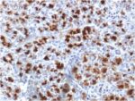 CELA3B / ELA3B (Pancreatic Function Marker) (CELA3B/1757), CF594 conjugate, 0.1mg/mL