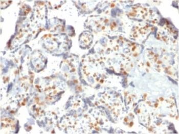 DNMT3A / DNA Methyltransferase 3 Alpha (PCRP-DNMT3A-1E2), CF488A conjugate, 0.1mg/mL