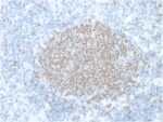PAX5 / BSAP (Early B-Cell Marker) (PCRP-PAX5-1B7), 0.2mg/mL