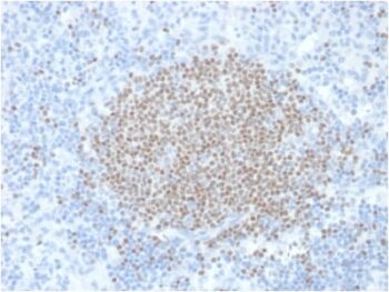 PAX5 / BSAP (Early B-Cell Marker) (PCRP-PAX5-1B7), 0.2mg/mL
